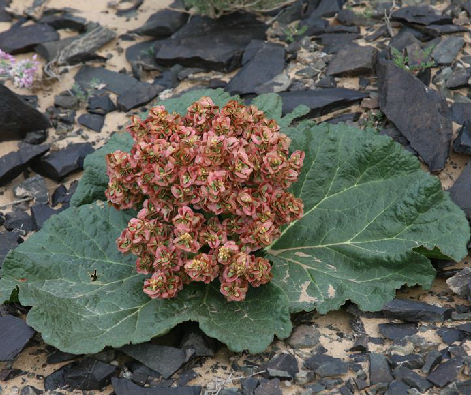  p>矮大黄(拉丁学名: i>rheum nanum /i> siev. ex pall.