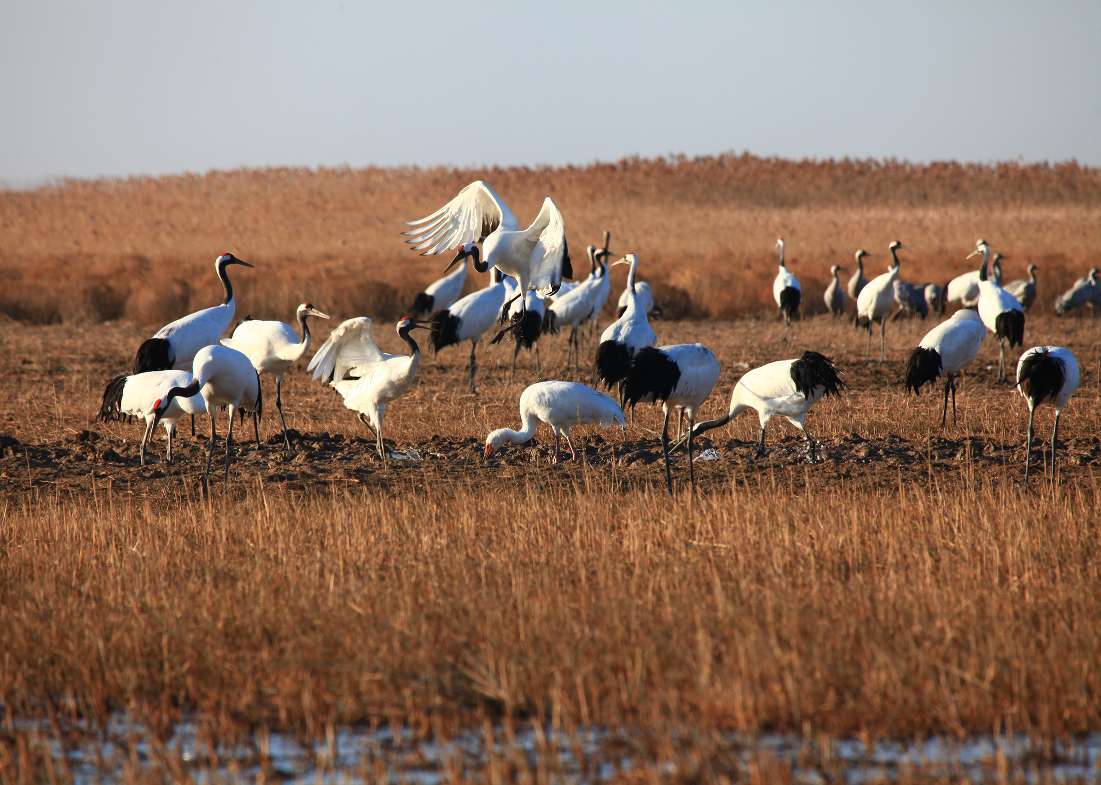盐城市/5096789" data-lemmaid="5096789">盐城市 /a>,1983年建立