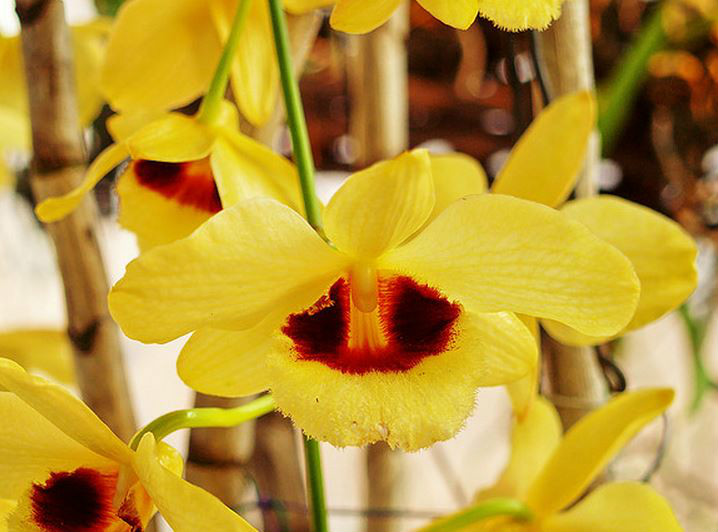  p>曲轴石斛(学名: i>dendrobium gibsonii /i>  lindl.