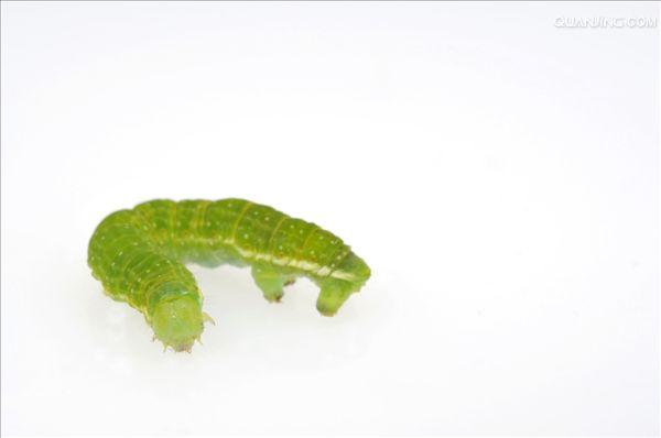  p>尺蠖(chǐ huò), a href="#" data-lemmaid="4339231">尺蛾 /a>的