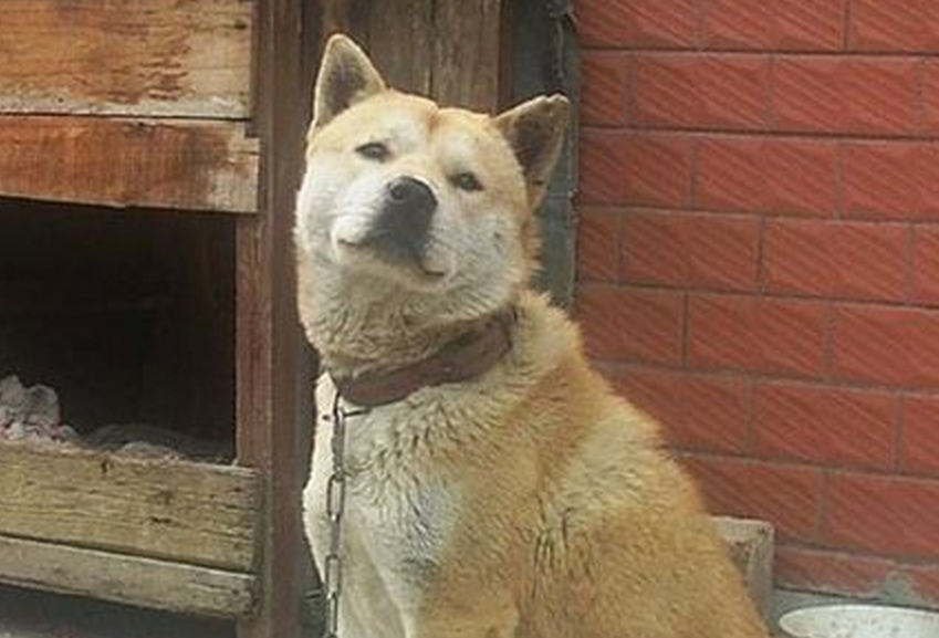  p>春和犬属 a target="_blank" href="/item