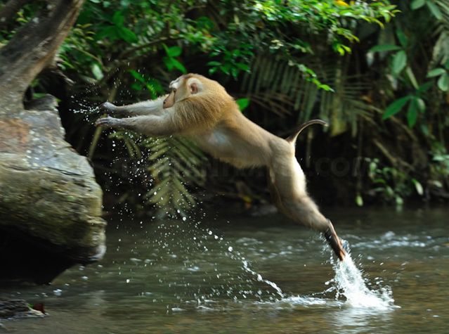  p>豚尾猴(学名: i>macaca leonina /i>):体长54-62厘米,体型较粗壮