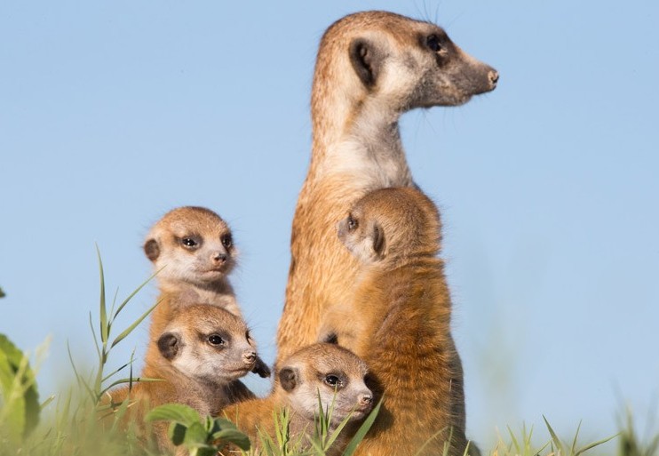 厘米,是一种小型的 a target="_blank" href="/item/哺乳动物/62197"