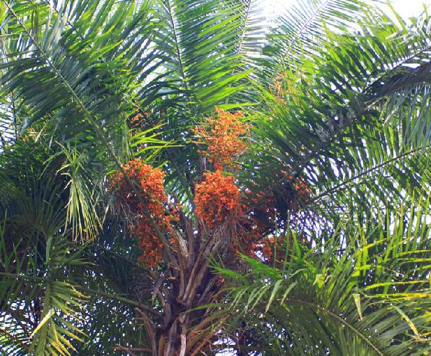  p>刺葵(学名: i>phoenix hanceana /i> naud.