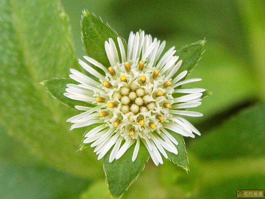 白花鳢肠(墨旱莲)