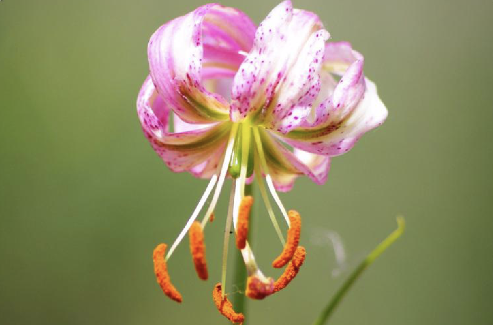  p>垂花百合(学名: i>lilium cernuum /i>  komar.