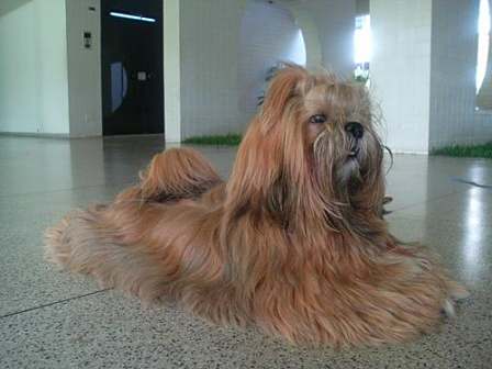 拉萨犬