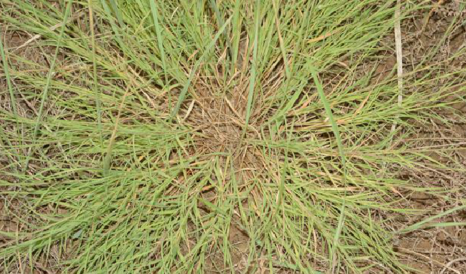  p>糙隐子草(学名: i>cleistogenes squarrosa /i> (trin.