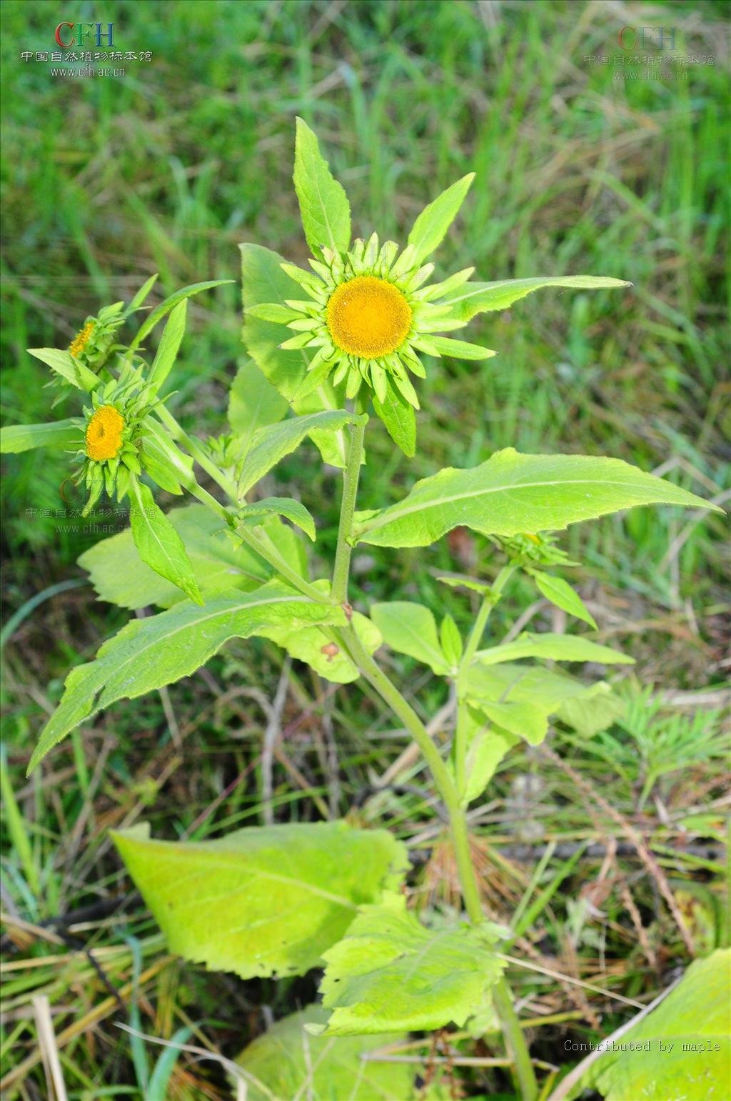  p>金挖耳(学名:carpesium divaricatum)为菊科 a