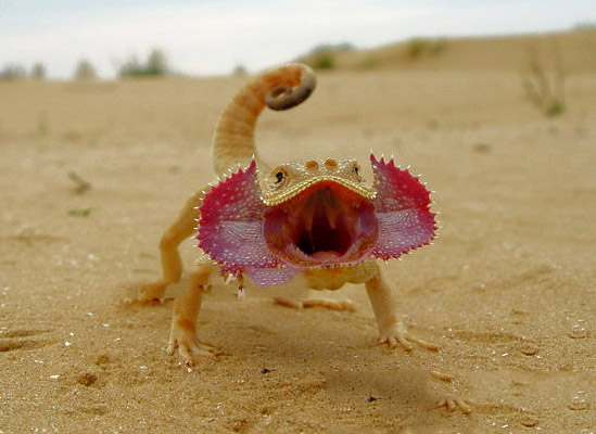  p>大耳沙蜥(学名: i>phrynocephalus mystaceus, /i>)为鬣蜥科沙蜥属