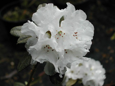  p>髯花杜鹃(学名: i>rhododendron anthopogon /i> d.