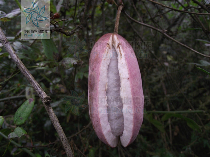 p>三叶木通(学名: i>akebia trifoliata  /i> i>(thunb.