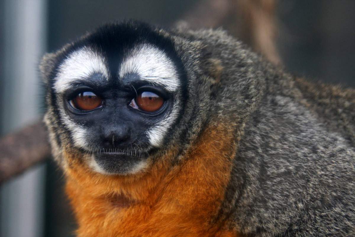  p>夜猴(学名: i>aotus trivirgatus /i>):体长240-370毫米,尾长316