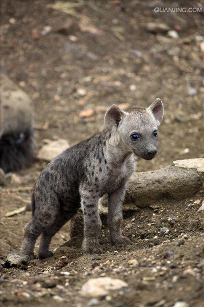  p>斑鬣狗(学名: i>crocuta crocuta /i>):又名斑点鬣狗,体长约95-160