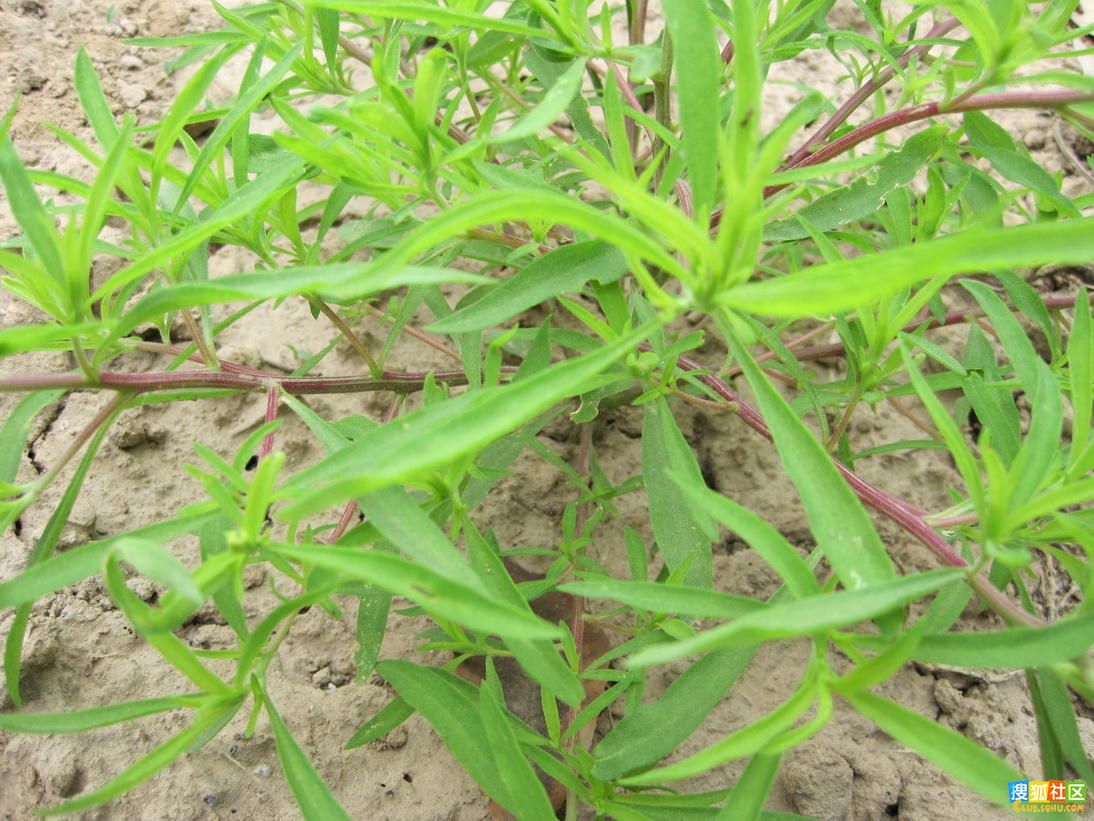  p>地肤( i>kochia scoparia /i> (l.) schrad.