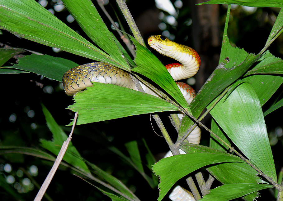  p>红脖颈槽蛇(学名: i>rhabdophis subminiatus /i>):为 a href="#">