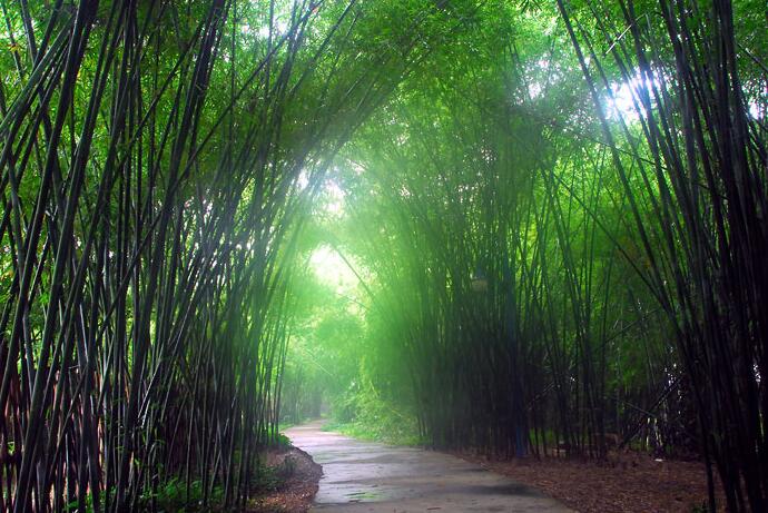  p>广宁竹海大观旅游区位于全国著名的竹子之乡——广东 a href="#"
