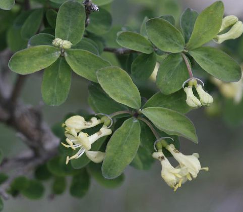 小叶忍冬