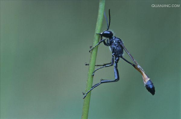 sabulosa)是膜翅目 a target="_blank" href="/item/泥蜂科/6265378"