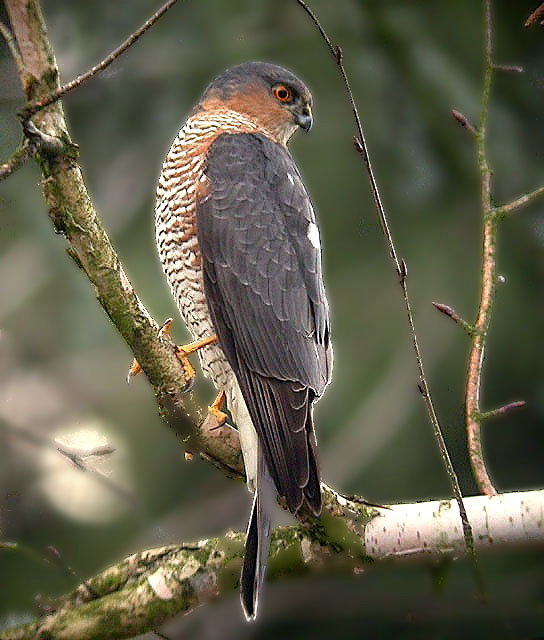 eurasian sparrowhawk