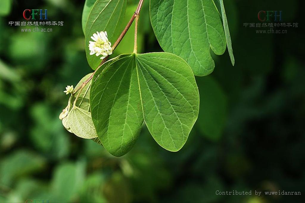 刀果鞍叶羊蹄甲(变种)