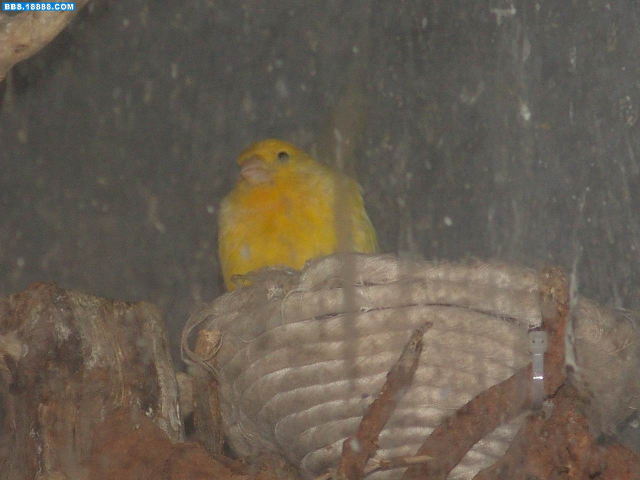  p> b>金青鸟 /b>,一种鸟类,学名 a href="