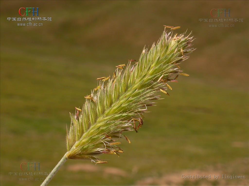 agropyron gaertn.