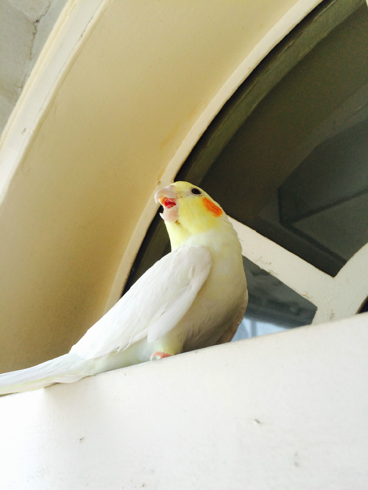 鸡尾鹦鹉cockatiel