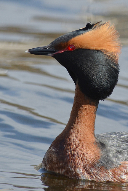  p>角鸊鷉(pìtī)( a target="_blank" href="/item/学名/8074290"