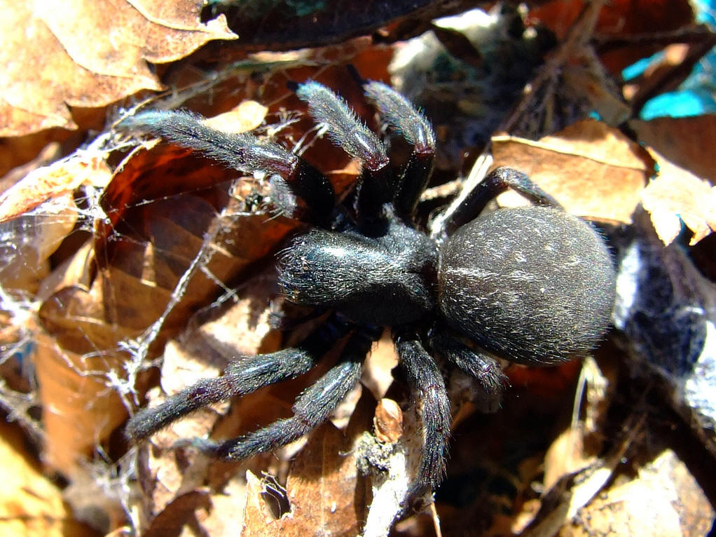  p>漏斗形蜘蛛(funnel-web spider)属于 a href="#" data-lemmaid="