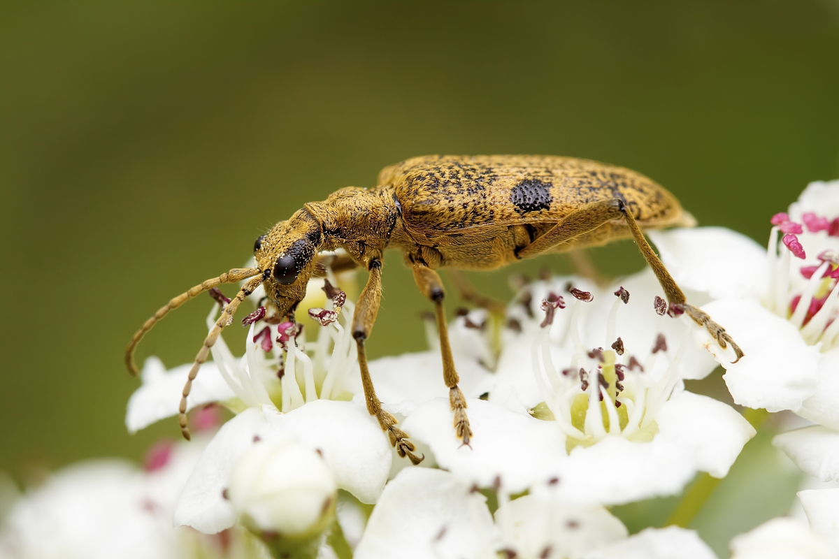 三斑长尾花天牛