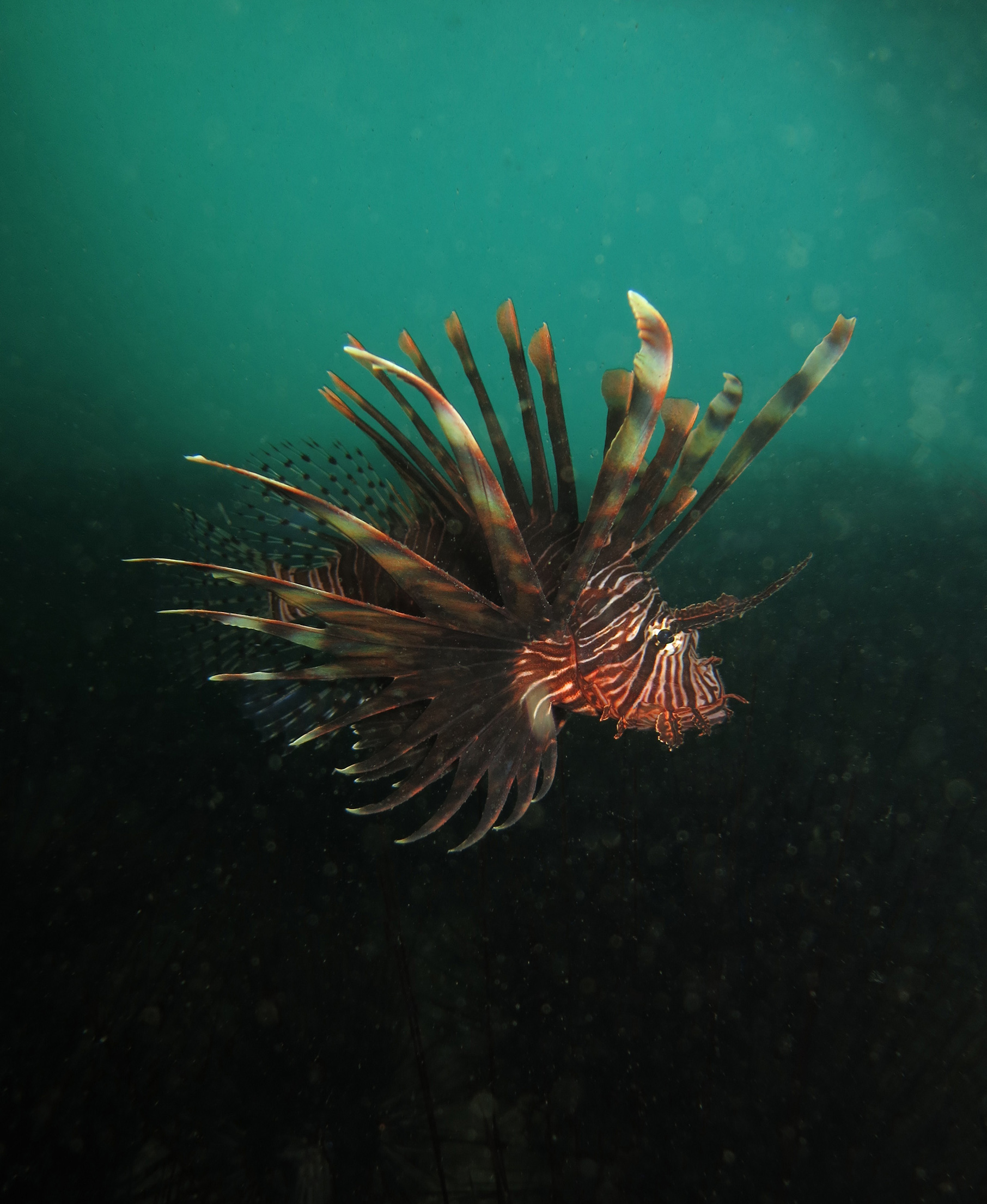  p>蓑鲉(学名: i>pterois volitans /i>)是鲉科,蓑鲉属硬骨鱼.