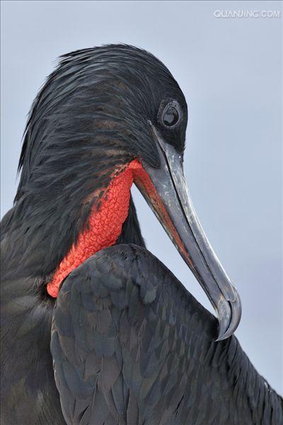 great frigatebird