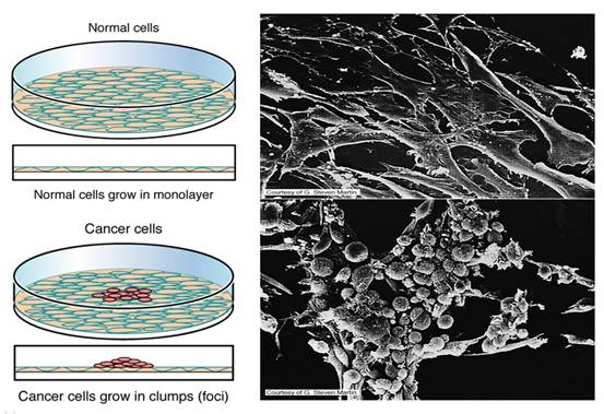  p>接触抑制是将 a target="_blank" href="/item/多细胞生物/9058962