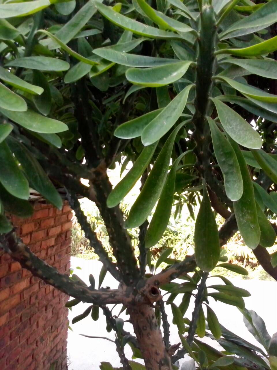  p>皮刺由植物体的 a target="_blank" href="