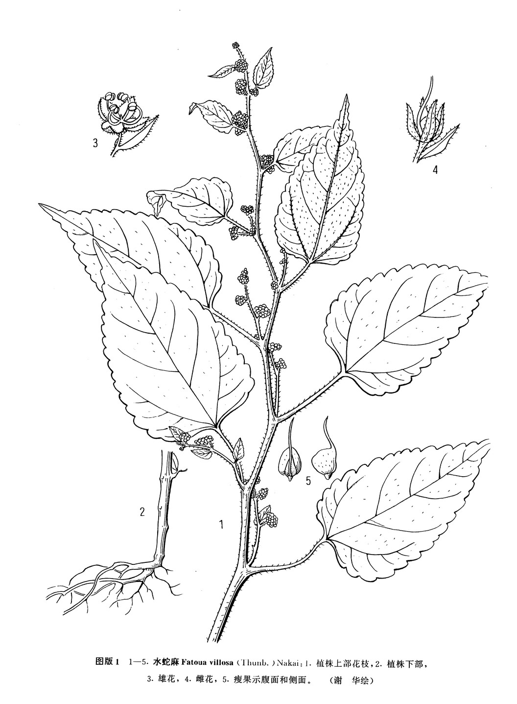 水蛇麻,是<a data