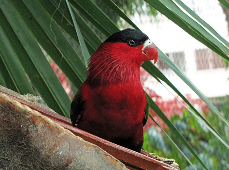 p>紫腹吸蜜鹦鹉(学名:lorius hypoinochrous)羽色鲜艳,鸟体为红色