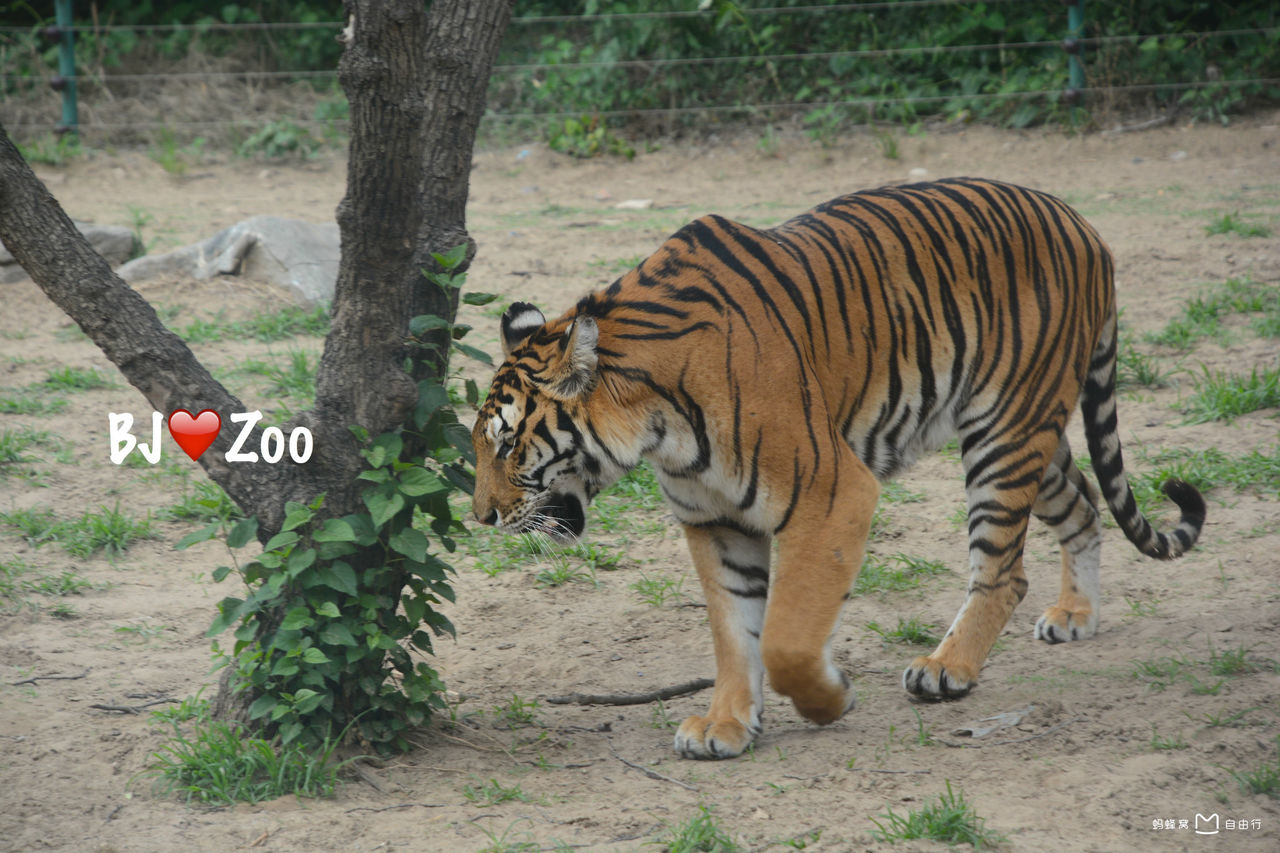 北京野生动物园