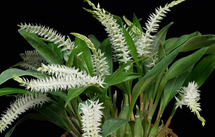 stigmatodactylus sikokianus maxim. ex makino