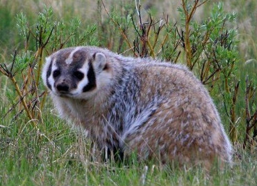  p>猪獾(学名: i>arctonyx collaris /i>),别称沙獾,山獾,是鼬科,猪獾