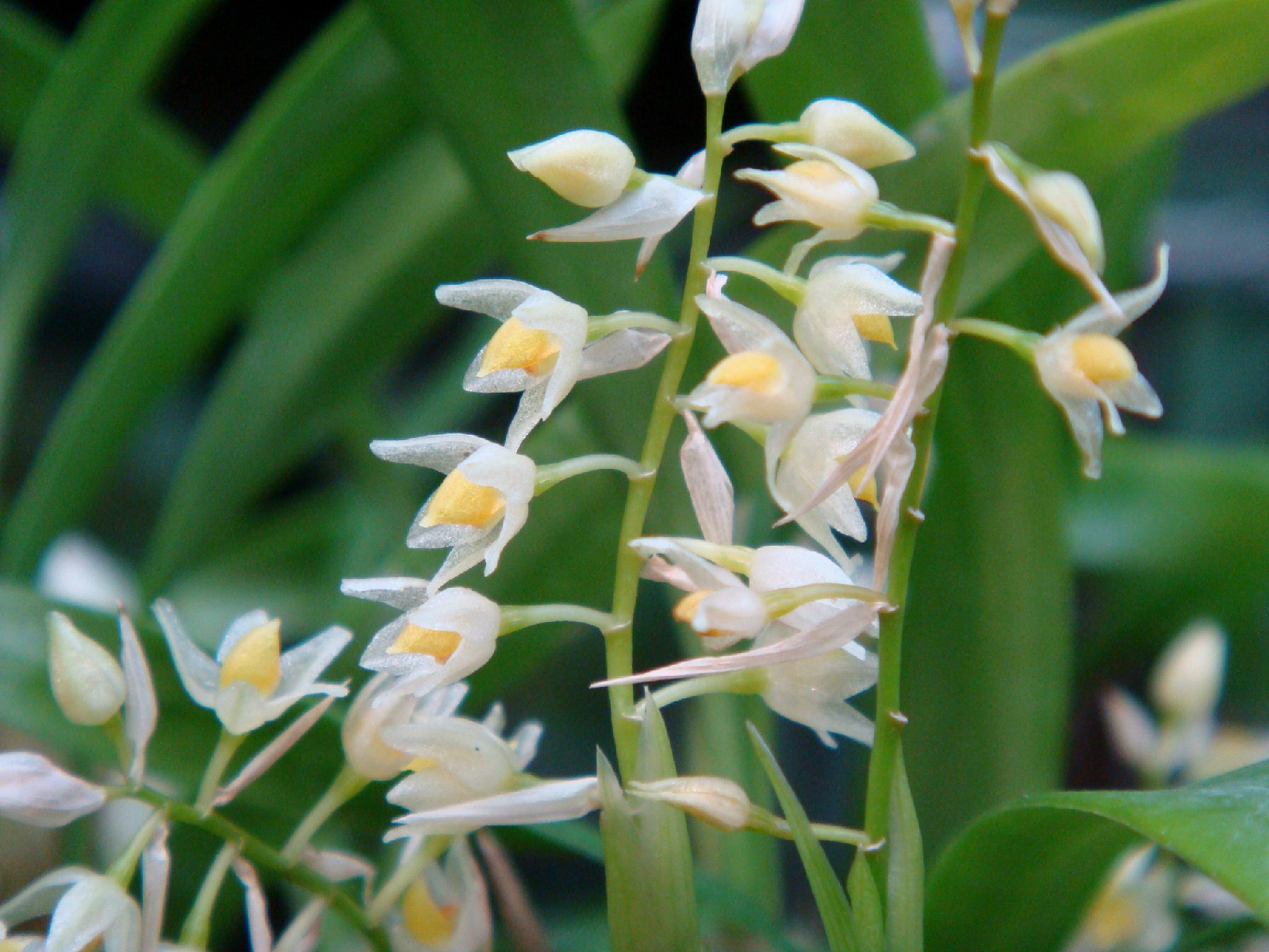  p>细叶石仙桃(学名: i>pholidota cantonensis /i>  rolfe.