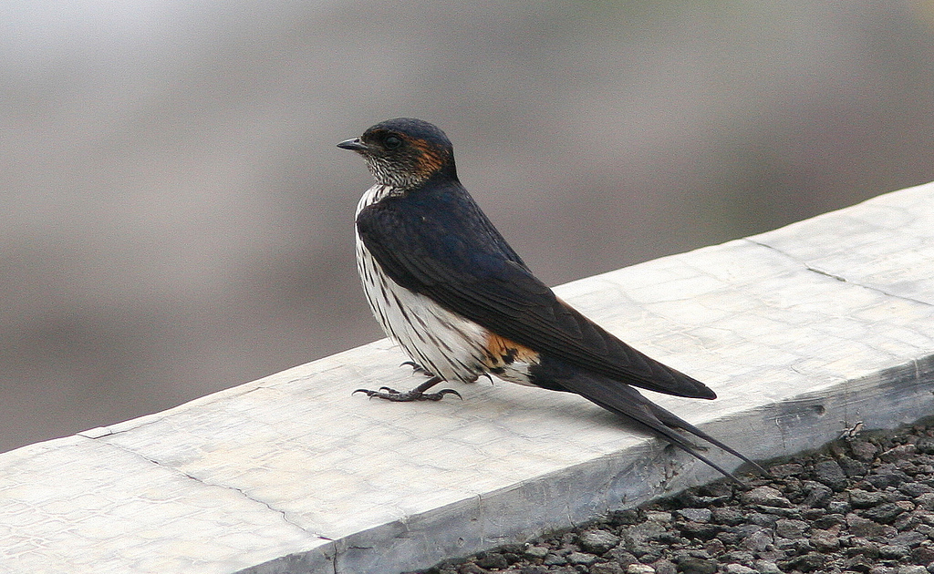 href="#" data-lemmaid="2755705">燕科 /a>的一种鸟类