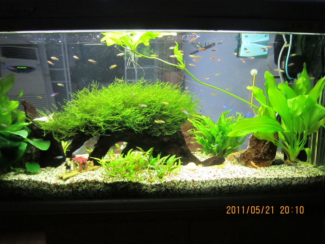  p>迷你灯鱼,学名银顶光尾裙鱼(hasemania nana),又称银尖鱼,金针,黄