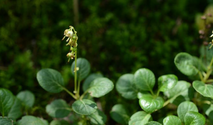  p>圆叶鹿蹄草( a href="#" data-lemmaid="8074290">学名 /a>:pyrola