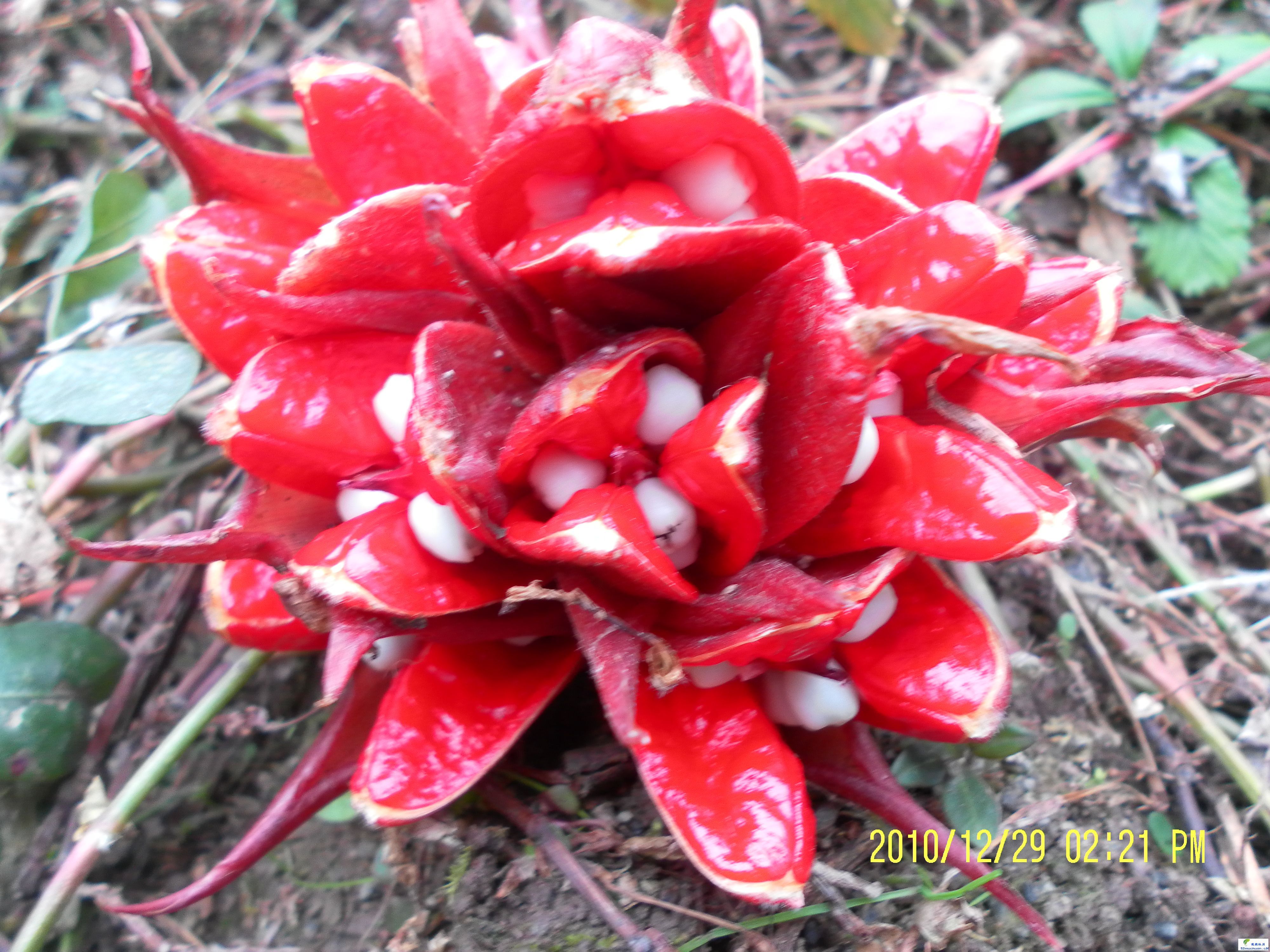  p>阳荷(学名: i>zingiber striolatum /i> di