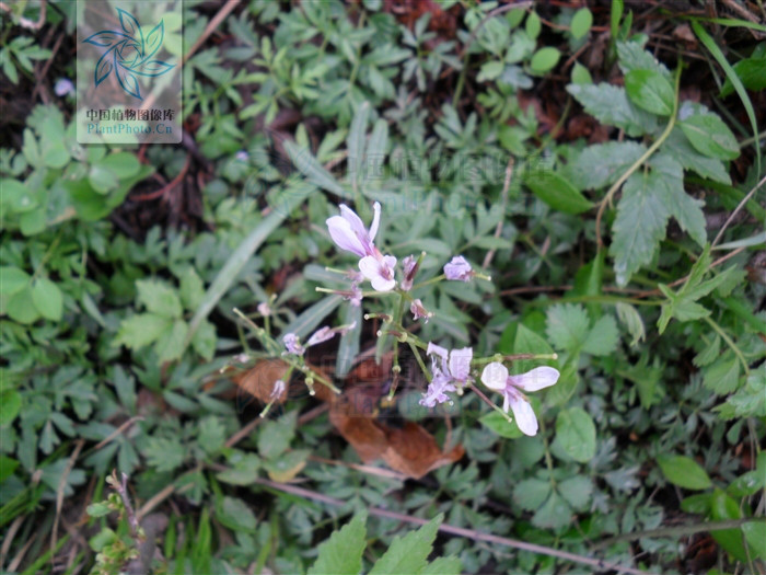  p>细叶碎米荠(学名: i>cardamine schulziana /i>)为 a target="