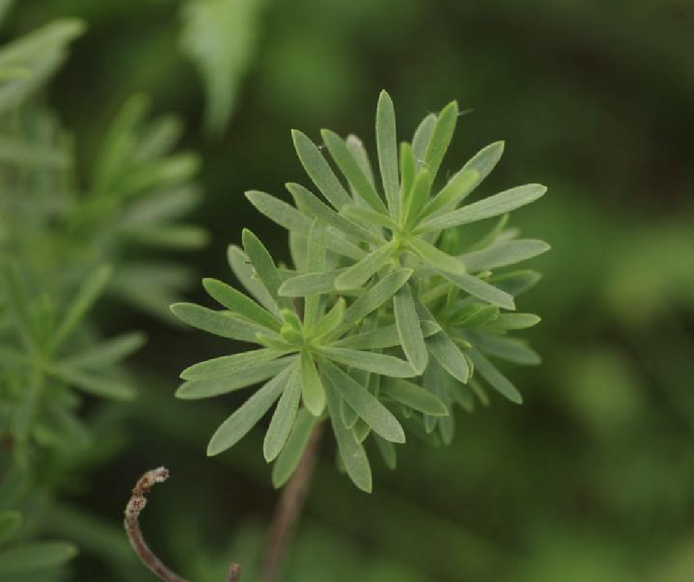 forst.)是干屈菜科水芫花属多分枝小灌木状植物.