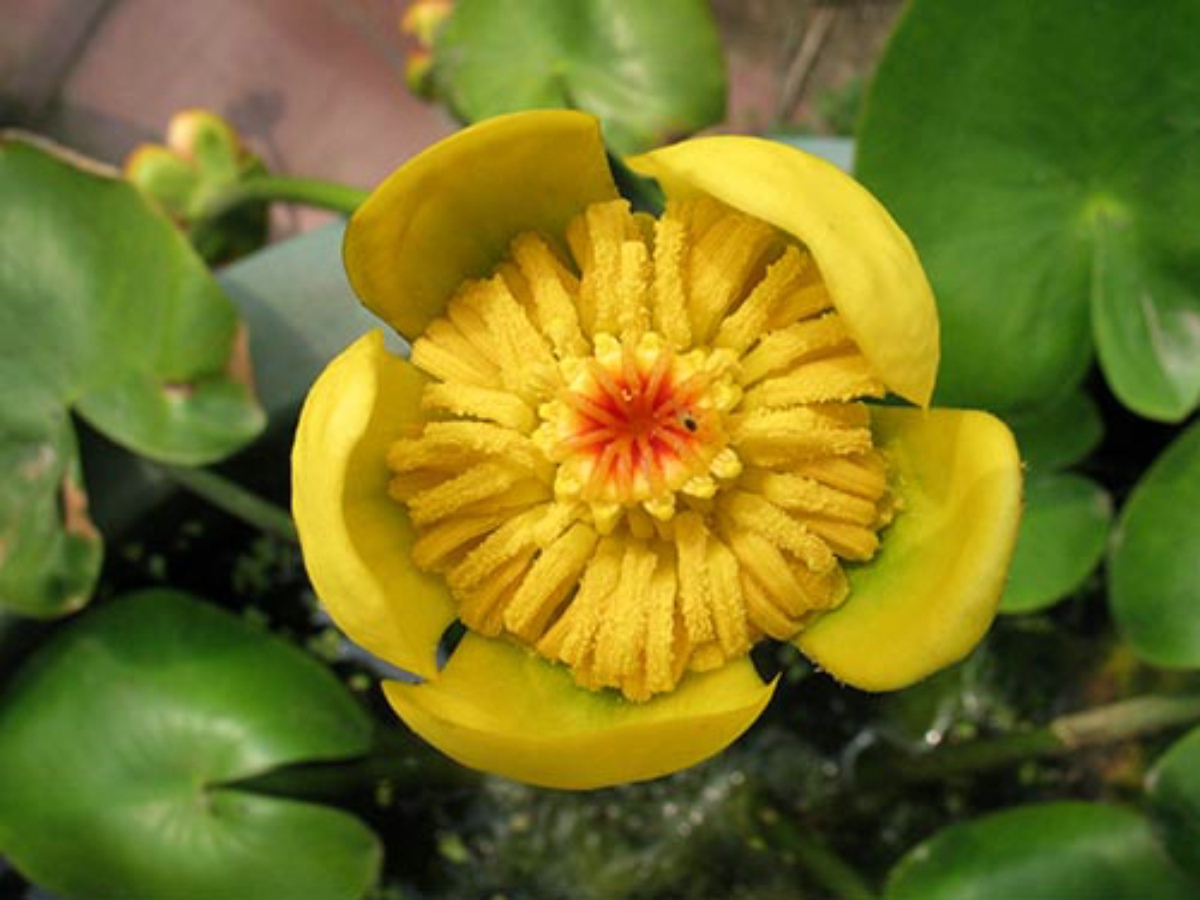  p>粗叶木蒲桃是一种 a href="#" data-lemmaid="8702298">桃金娘科 