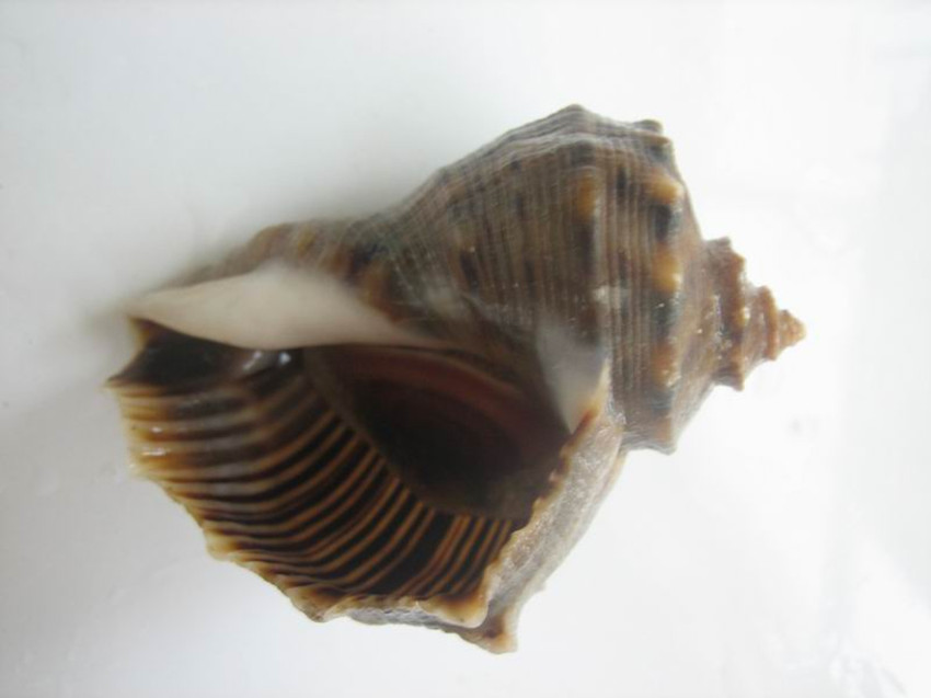  p>脉红螺,俗称"海螺",在我国渤海,黄海和东海均有分布,具有较高的