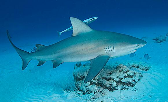  p>公牛真鲨(学名: i>carcharhinus leucas /i>)是真鲨科,真鲨属的一